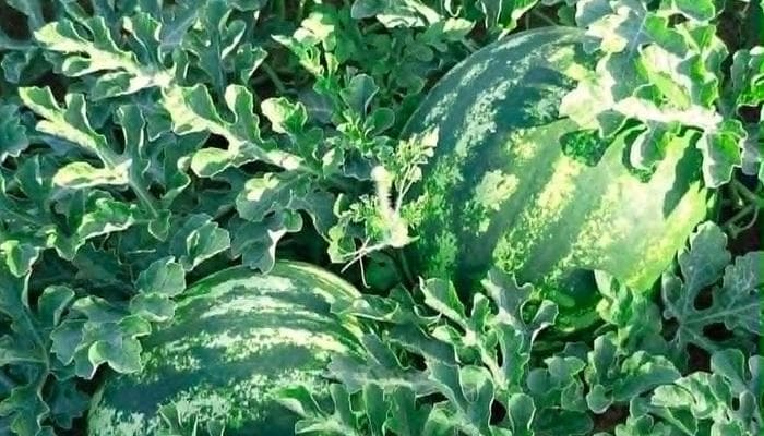 القيروان تكتسي بالأحمر.. موسم البطيخ ينعش الاقتصاد ويملأ أسواق تونس